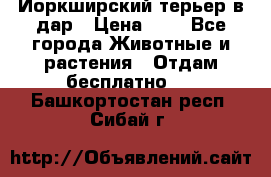 Йоркширский терьер в дар › Цена ­ 1 - Все города Животные и растения » Отдам бесплатно   . Башкортостан респ.,Сибай г.